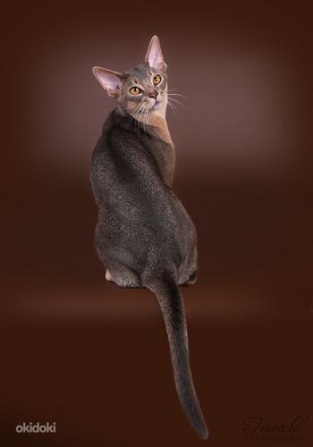 Abyssinian cat for mating (foto #2)