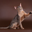 Abyssinian cat for mating (foto #3)