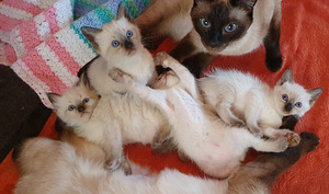 Сиамские котята (3 фото из 4)