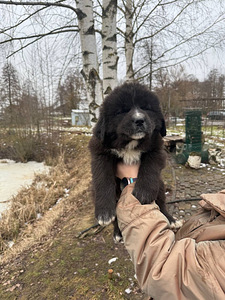 Kutsikad suur õuekoer (5 foto / 9)