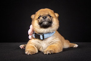 Kutsikad Shiba inu (3 foto / 8)