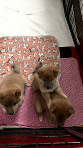 Kutsikad Shiba inu (8 foto / 8)