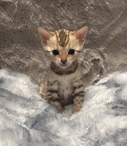 Бенгальские котята (6 foto / 7)