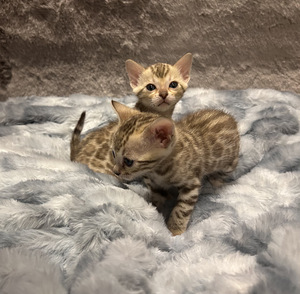 Бенгальские котята (5 foto / 7)