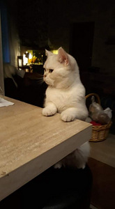 SCOTTISH FOLD TÜDRUK (8 foto / 9)