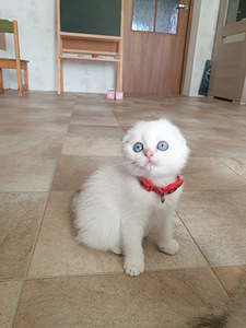 SCOTTISH FOLD TÜDRUK (6 foto / 9)