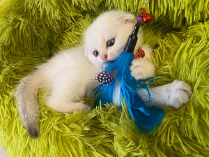 SCOTTISH FOLD TÜDRUK (5 foto / 9)