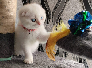 SCOTTISH FOLD TÜDRUK (2 foto / 9)