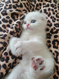 SCOTTISH FOLD TÜDRUK (7 foto / 9)