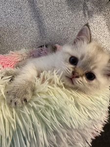 Шотландский страйт, мальчик (1 фото из 8)