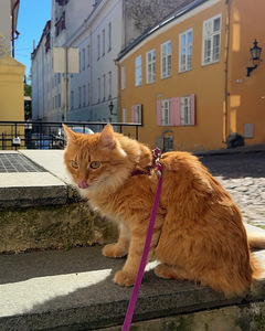 Müüa ilus punane kassipoeg. (3 foto / 3)
