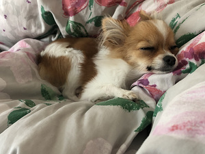 Chihuahua, isane 11-kuune.