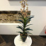 Kunstlill. Orhidee. 100 cm (foto #4)