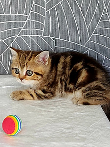 Scottish Fold ja Straight kassipojad (4 foto / 4)