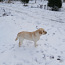 Labrador otsib peikat (foto #1)