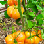 Sorti tomatite ja paprikate seemikud. (foto #5)