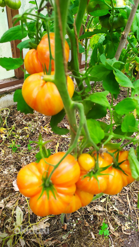 Sorti tomatite ja paprikate seemikud. (foto #5)