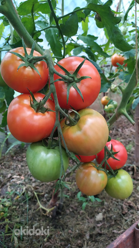 Sorti tomatite ja paprikate seemikud. (foto #7)