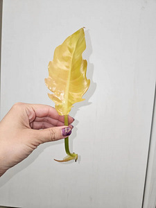 Pistik Philodendron Golden Saw (2 foto / 3)