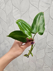 Philodendrons Filodendronid Филодендроны pistik черенок (1 фото из 6)