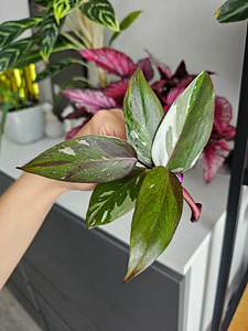 Philodendrons Filodendronid Филодендроны pistik черенок (5 фото из 6)