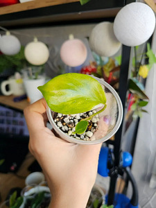 Philodendron Ring of Fire, White Wizard pistikud (6 foto / 8)