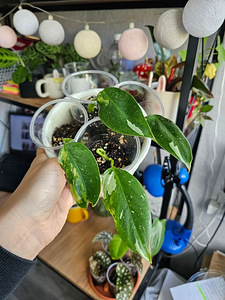 Philodendron Ring of Fire, White Wizard pistikud (8 foto / 8)