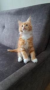 Продается котенок (девочка) maine-coon (5 фото из 7)