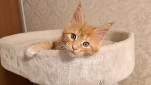 Продается котенок (девочка) maine-coon (7 фото из 7)