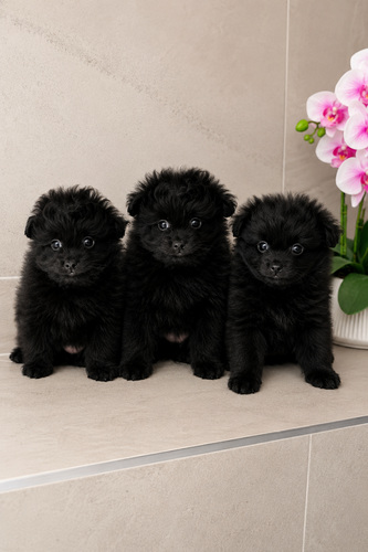 Pomapoo