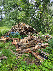 Küttepuu