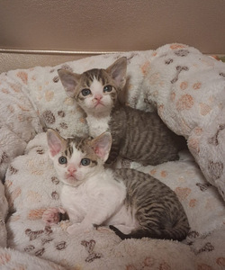 Devon rex kissanpentuja (1 valokuva sivusta 1)