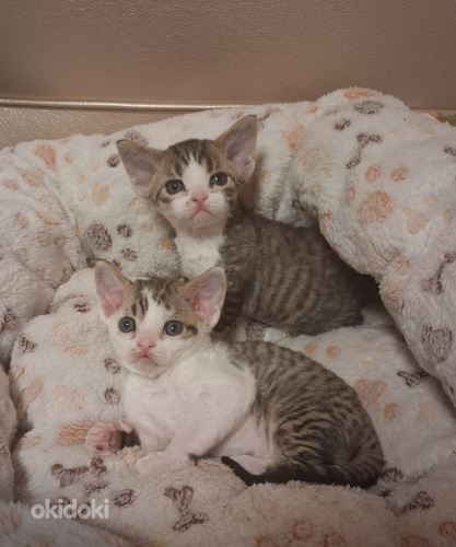 Devon rex kissanpentuja