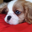 Чистокровный щенок Кавалер-Кинг-Чарльз-спаниель (фото #2)