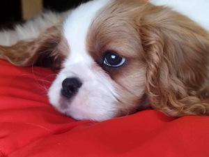 Tõupuhas Cavalier King Charles spanjeli kutsikas (2 foto / 8)