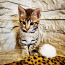 Котята Саванна (фото #3)