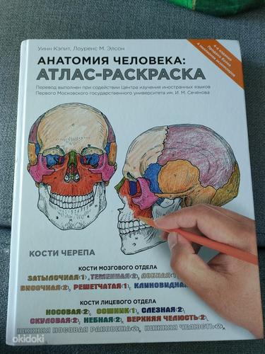 Anatoomia. Atlase värvimisraamat. (foto #1)