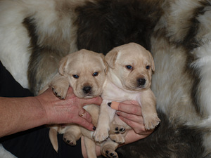 Лабрадор ретривер (3 фото из 5)