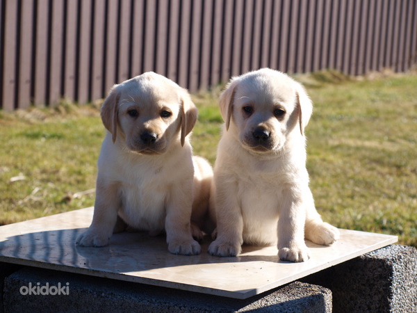Labradors retrivers