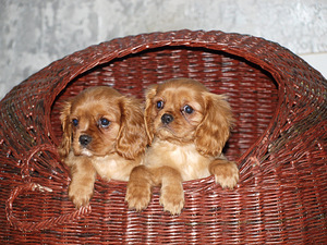 Kavaliera karaļa Čārlza spaniels (7 foto no 10)