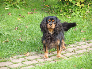 Kavaliera karaļa Čārlza spaniels (1 foto no 5)