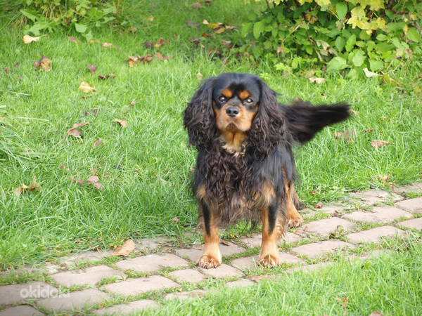 Kavaliera karaļa Čārlza spaniels