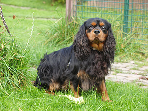 Kavaliera karaļa Čārlza spaniels (5 foto no 5)