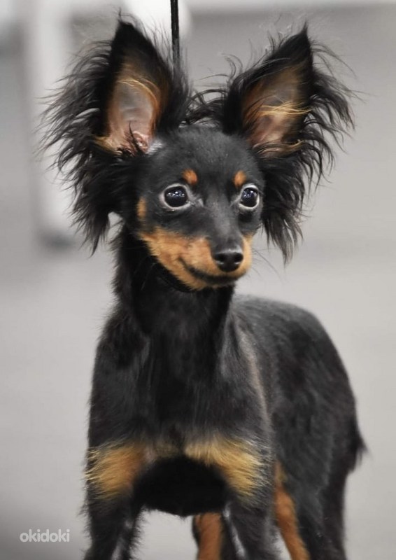 Natalya Petrovaning porno fotosuratlari Erkak qora tanli erkaklarga oz xotinini onlayn pornoda shafqatsizlarcha sikishga ruxsat berdi.