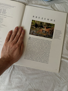Детёныши животных (2 фото из 6)