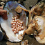 Naturaalpärlid pärlikasvatusest avamata rannakarbis kingitus (foto #3)