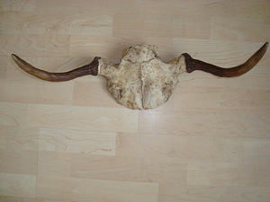 Sarved (2 foto / 4)