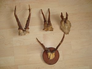 Sarved (3 foto / 4)