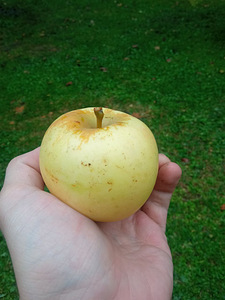 Õunad (Antoonovka/ Suvine triibuline/ Kuldrenett) (4 foto / 9)