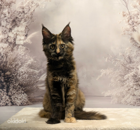 Maine Coon emane kassipoeg